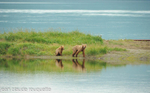 Amelia and her cub looking for food.