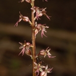 Lesser twayblade (Neottia cordata  also Listera cordata)
