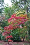 Autumn Maples, Westonbirt Arboretum
