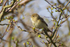 Singing Chiffchaff at Otmoor