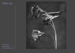 peace lily