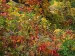 OCTOBER RIOT #2 - NORFOLK COUNTY