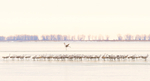 Sandhill Cranes--Port Rowan