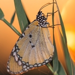 Plain tiger (Danaus chrysippus)