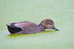 Gadwall