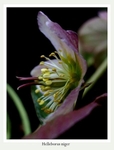 Helleborus niger 1