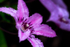 Purple Clematis - DSC_5000