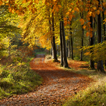 Autumn Walk