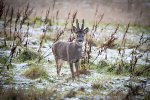 Winter Roebuck