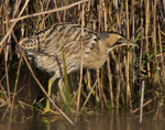 Bittern walking on ice at the edge of the reed bed