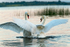 swan scrap-9633
