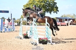 Cls 10 Foxhunter and 1.20m portfolio