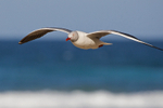 Grey-headed Gull in flight