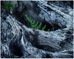 Fern and Ancient Bog Wood