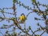 Blue Tit