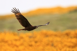 Striated Carcara flying over gorse, Carcass Island, Falklands