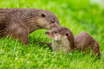 european otter lutra lutra-8157