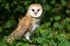 Barn Owl