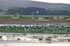 Barnacle Geese