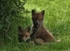 518 Fox cubs