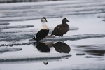 Eider Duck 8683