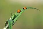 Seven-spot Ladybirds