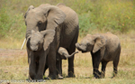 Elephant's family.