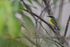 Common Tody-Flycatcher on branch, Gamboa, Panama