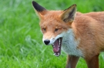 Red Fox