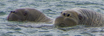 IMG_8169Walrus 2 copy