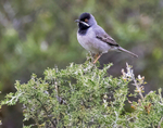 Ruppells Warbler.
