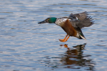 Shoveler Landing