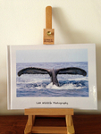 My Book portfolio