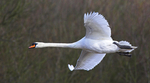 Mute Swan