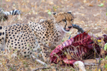 Cheetah Eating 1