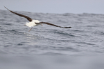 Royal Albatross takes off, rear view, Pacific Ocean, Chile