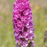 Wild Orchids portfolio