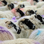 Lewis sheep