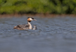 Great Crested Grebe - ...