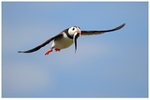Atlantic Puffin with Mackerel