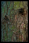 Bark