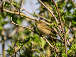 Chiffchaff