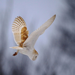 Barn Owl in Flight