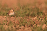 Calandra Lark front view, Mongai, Spain