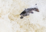 Leaping Salmon portfolio