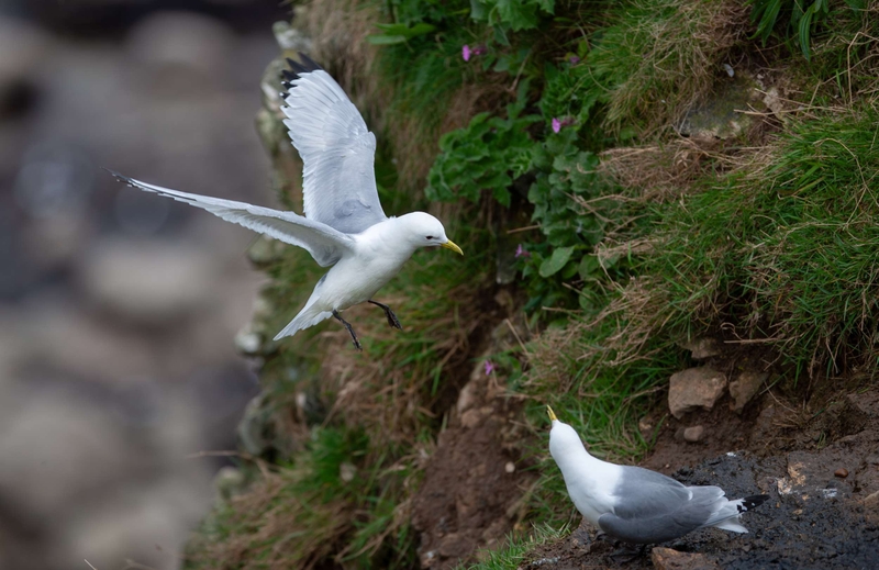 Black-Legged Kittiwake - Bempton Cliffs