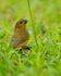 Variable Seedeater (female), Costa Rica