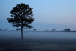 Nantucket Savannah 2 12 x 18