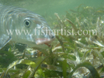 Bonefish Photo - Relections on Seagrass.