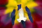 Flower - 6497
